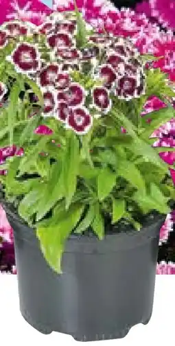 Hellweg Plantiflor Bartnelken Dianthus Barbatus Topf Angebot