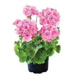 Hellweg Plantiflor Geranie Angebot