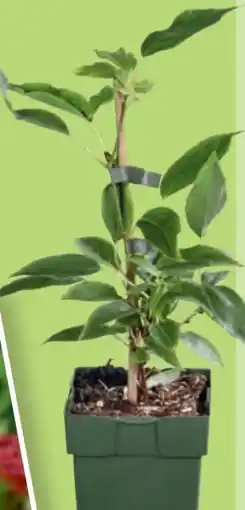 Hofer Bio Bio-Obst-Beerenmix Angebot