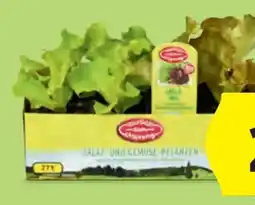 Hofer Zurück zum Ursprung Bio-Salatpflanzen Angebot