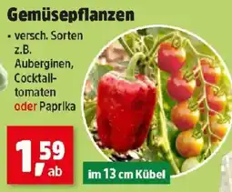 Thomas Philipps Gemüsepflanzen Angebot