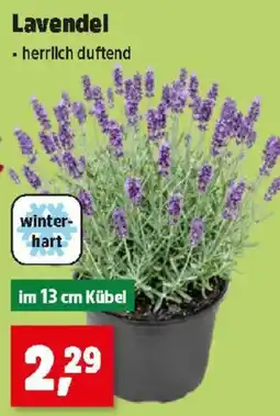 Thomas Philipps Lavendel Angebot