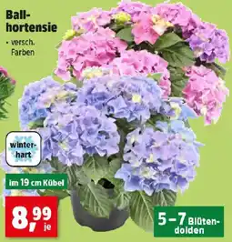 Thomas Philipps Ball- hortensie Angebot
