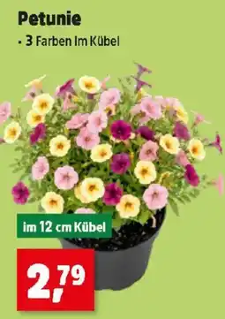 Thomas Philipps Petunie Angebot