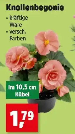 Thomas Philipps Knollenbegonie Angebot