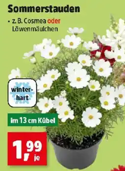 Thomas Philipps Sommerstauden Angebot