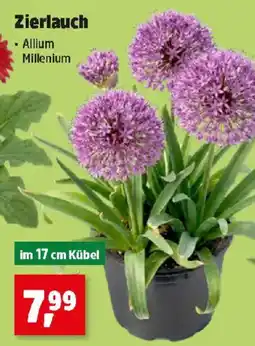 Thomas Philipps Zierlauch Angebot