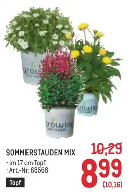 Metro Sommerstauden mix Angebot