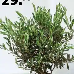 Dehner Dehner Olive Busch Angebot