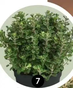 Dehner Dehner Gourmet Garten Majoran Angebot