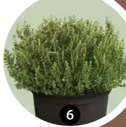 Dehner Dehner Gourmet Garten Kugelthymian Angebot