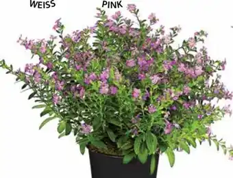 Dehner Dehner Köcherblümchen Angebot
