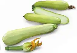 Dehner Zucchini Snowwhite Angebot