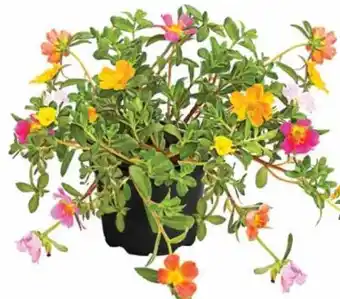Dehner Dehner Portulakröschen Angebot