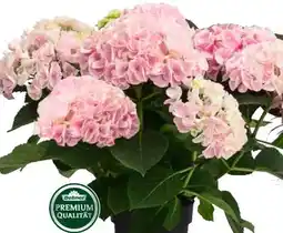 Dehner Dehner Hortensie Sonnenstein Angebot