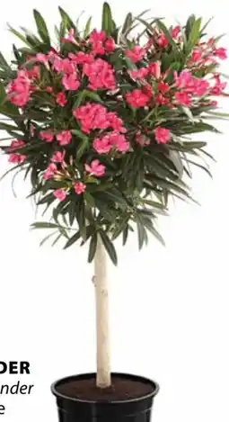 Dehner Dehner Oleander Angebot