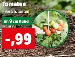 Thomas Philipps Tomaten Angebot