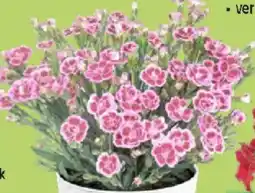 Thomas Philipps Nelke Dianthus Pink Kisses Angebot