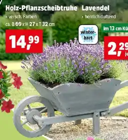 Thomas Philipps Holz-Pflanzscheibtruhe Lavendel Angebot