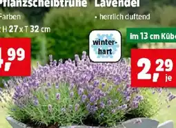 Thomas Philipps Lavendel Angebot