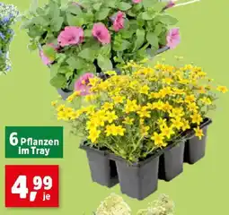 Thomas Philipps 6 Pflanzen Im Tray Angebot