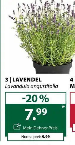 Dehner Lavendel Angebot