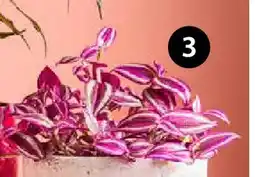 Dehner Dreimasterblume 'pink paradise' Angebot