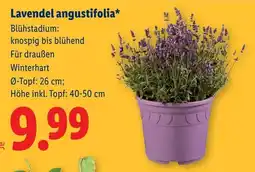 Lidl Lavendel angustifolia Angebot