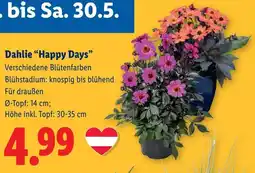 Lidl Dahlie Happy Days Angebot