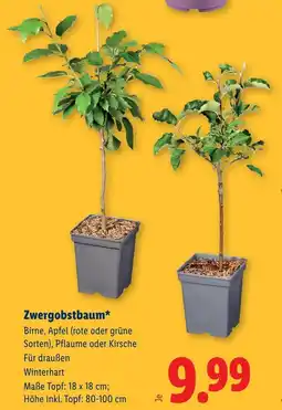 Lidl Zwergobstbaum Angebot