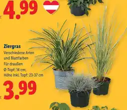 Lidl Ziergras Angebot