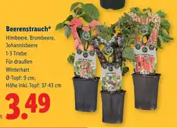 Lidl Beerenstrauch Angebot