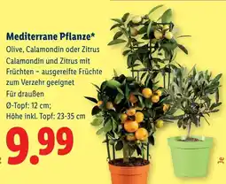 Lidl Mediterrane Pflanze Angebot
