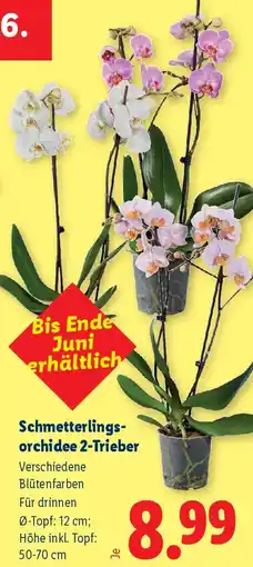 Lidl Schmetterlings- orchidee 2-Trieber Angebot