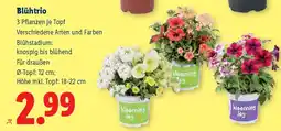 Lidl Blühtrio Angebot