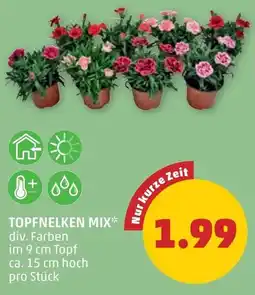 PENNY Topfnelken mix Angebot