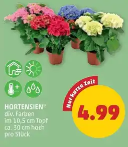PENNY Hortensien Angebot
