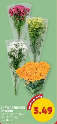 PENNY Chrysanthemen im bund Angebot