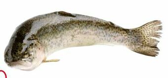 Transgourmet Forelle Angebot