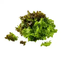 Lidl Multicolor Salat mit Wurzeln Lidl Angebot