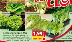 Norma Gemüsepflanzen-Mix Angebot