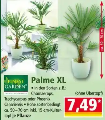 Palme XL