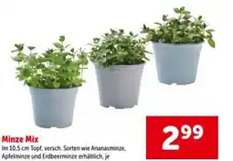 Interspar Minze Mix Angebot