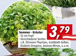 Bauhaus Sommer Kräuter Angebot