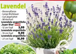 Bauhaus Lavendula angustifolia Super Blue Angebot