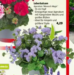 Bauhaus Leberbalsam Angebot