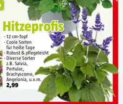 Bauhaus Hitzeprofis Angebot