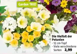 Bauhaus Die Vielfalt der Petunien Angebot