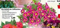 Bauhaus Die Vielfalt der Calibrachoa Angebot