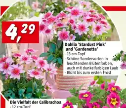 Bauhaus Dahlia Stardust Pink und Gardenetta Angebot
